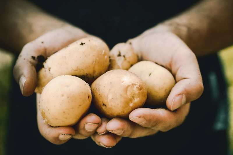 ziemniaki w rękach, na diecie, fakty i mity, www.wittalna.pl, Kinga Wittenbeck